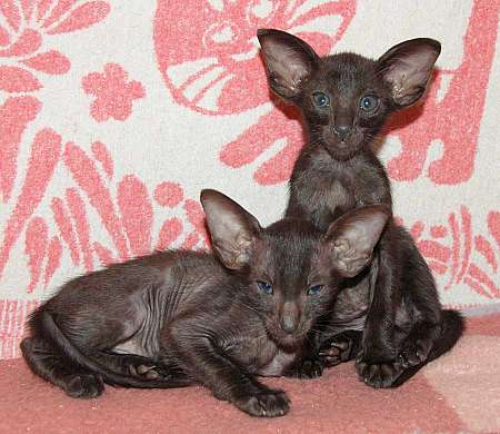 Oriental black kittens