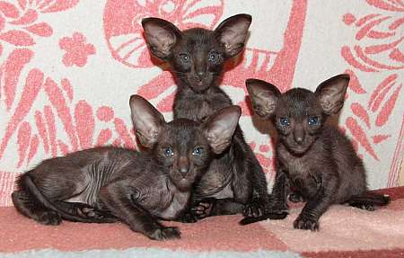 Oriental black kittens