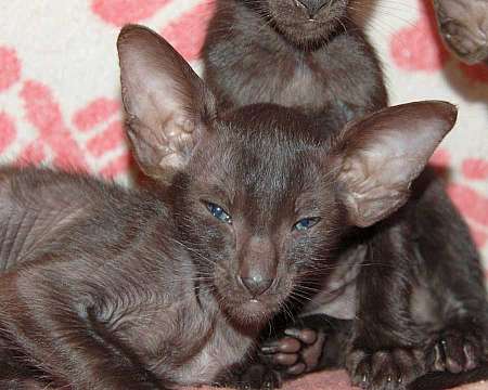 Oriental black male kitten