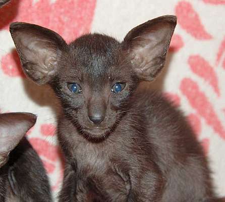 Oriental black male kitten