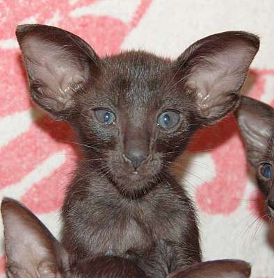 Oriental black female kitten