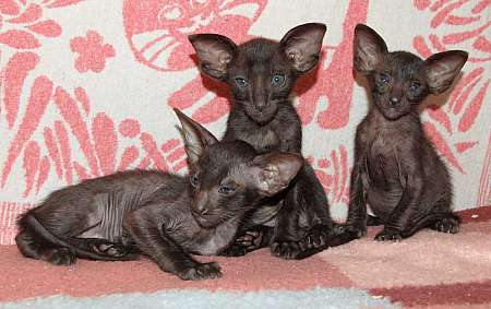 Oriental black kittens