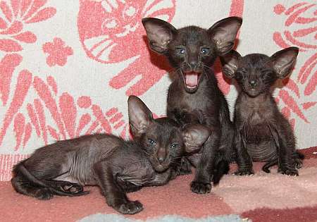 Oriental black kittens