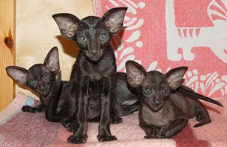 Oriental black kittens