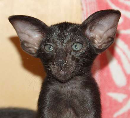 Oriental black female kitten