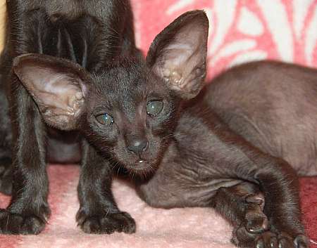 Oriental black male kitten