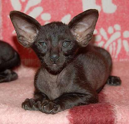 Oriental black male kitten