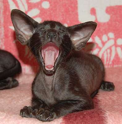 Oriental black male kitten