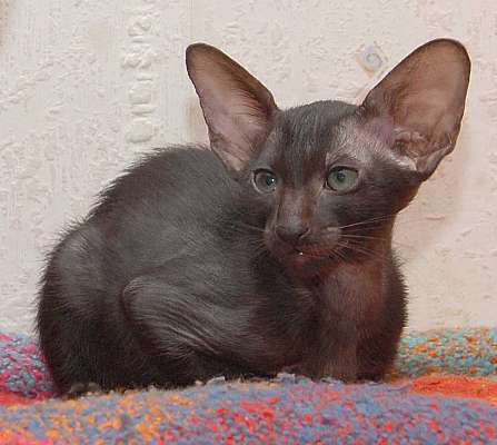 Oriental black female kitten