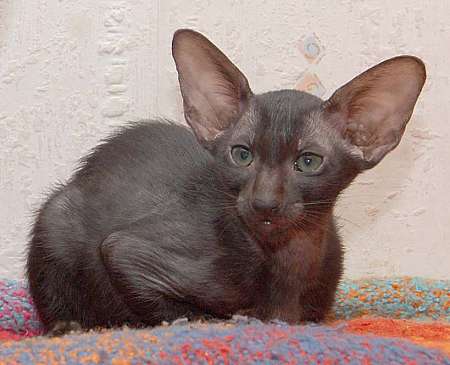 Oriental black female kitten