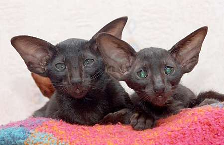 Oriental black kittens