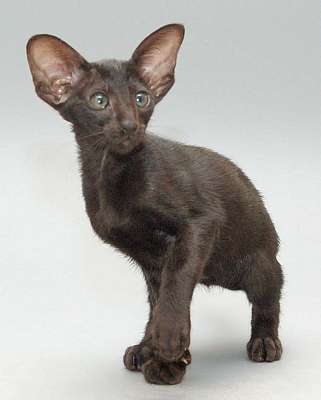 Oriental black female kitten