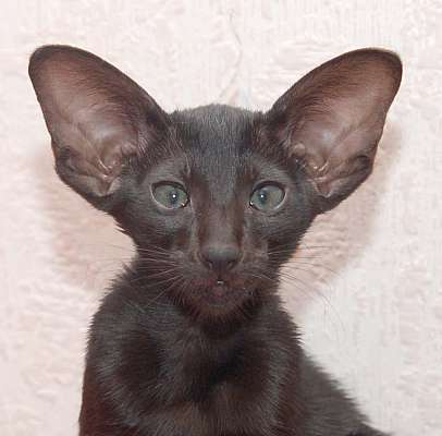 Oriental black female kitten