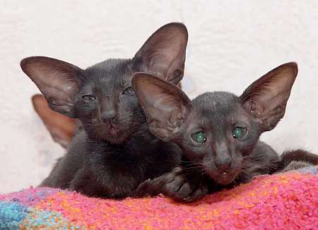 Oriental black kittens