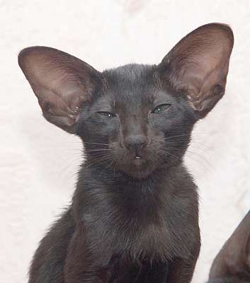 Oriental black female kitten