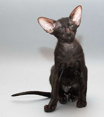 Oriental black male kitten