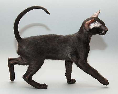 Oriental black male kitten