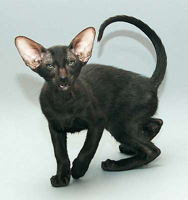 Oriental black male kitten