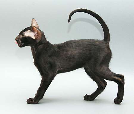 Oriental black male kitten