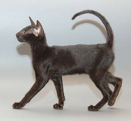 Oriental black female kitten