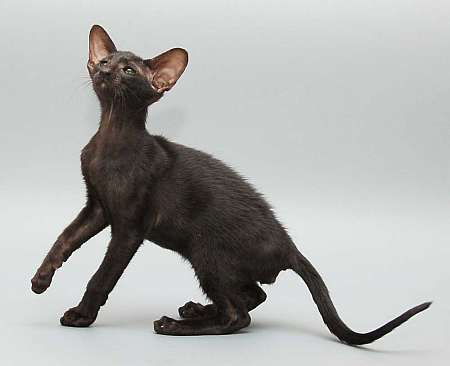 Oriental black male kitten