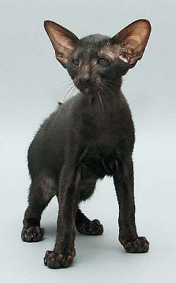 Oriental black male kitten