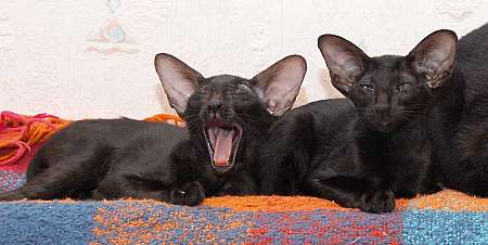 Oriental black male kittens