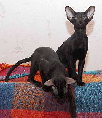 Oriental black male kittens