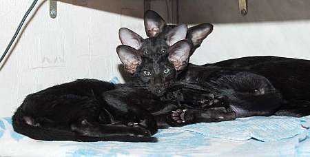 Oriental black male kittens