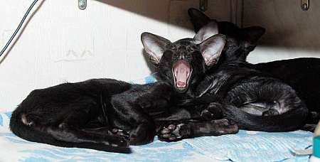 Oriental black male kittens