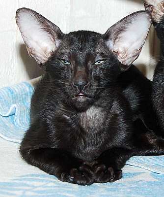 Oriental black male kittens