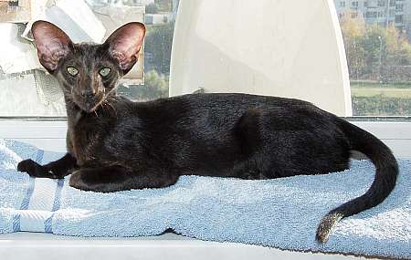 Oriental black female kitten