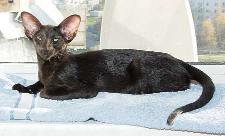 Oriental black female kitten