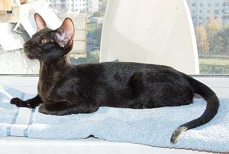 Oriental black female kitten