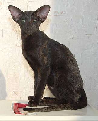 Oriental black female kitten