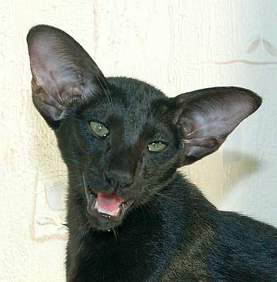 Oriental black female kitten