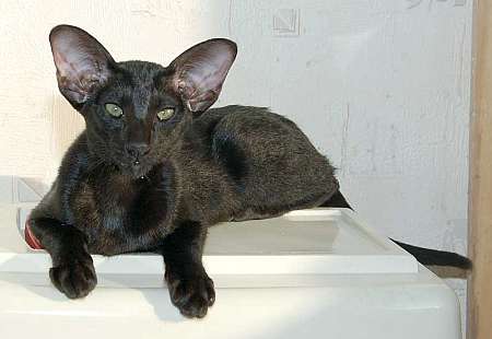 Oriental black female kitten