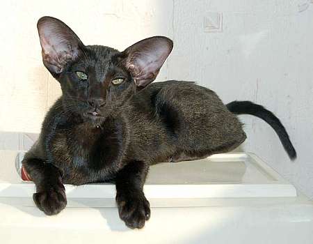 Oriental black female kitten