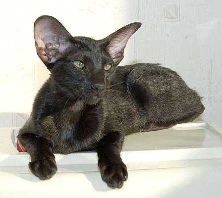 Oriental black female kitten