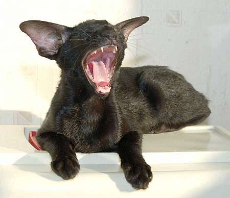 Oriental black female kitten