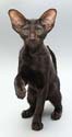 Помет 18.06.2008, ориентальная кошка черного окраса - Tilla, 3 месяца, еще фото