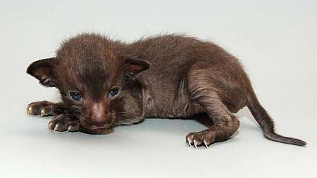 Oriental black male kitten