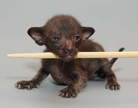 Oriental black male kitten