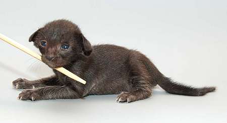 Oriental black female kitten