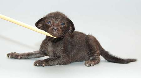 Oriental black female kitten