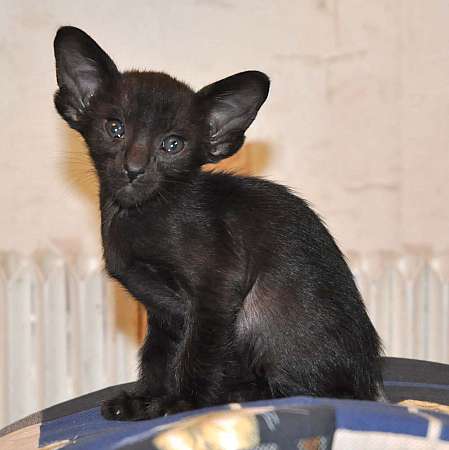 Oriental black male kitten