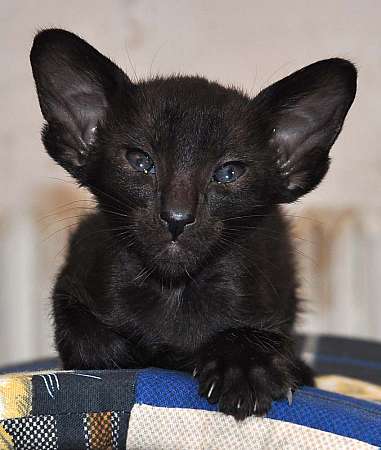 Oriental black male kitten