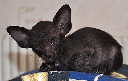 Oriental black female kitten