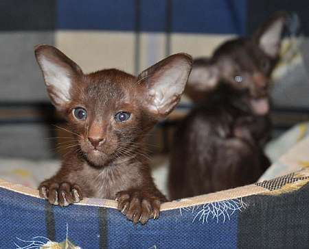 Oriental chocolate male kitten