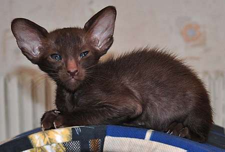 Oriental chocolate male kitten